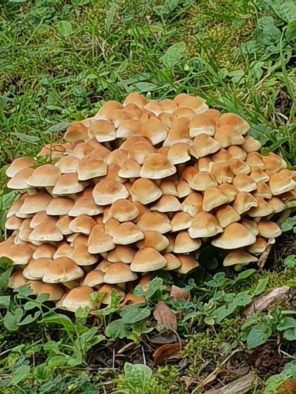 Krásavci z blízka.