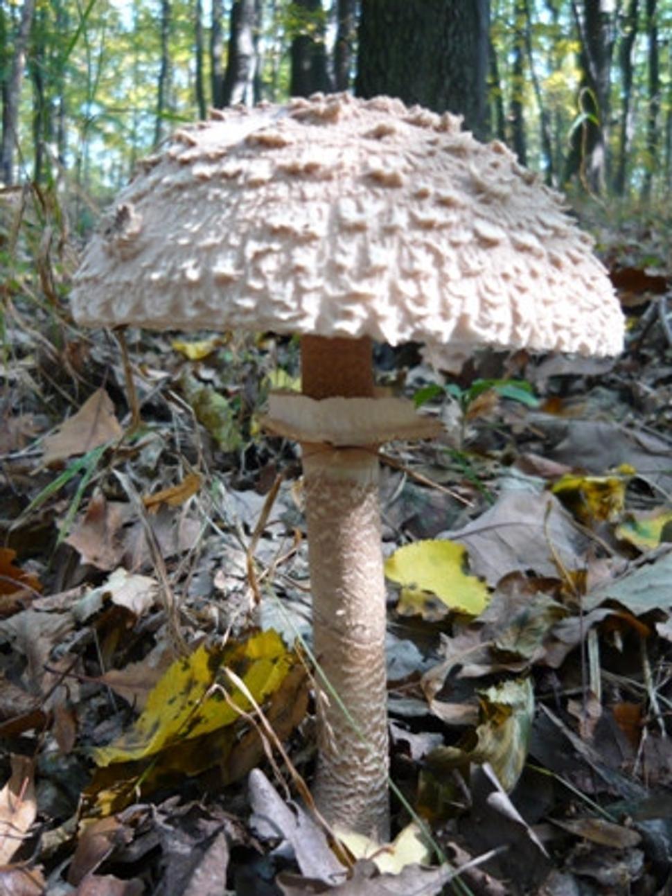 Obrázok blogu