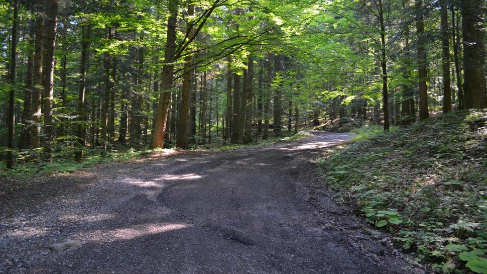 Lesná cesta,smer Hiadeľské sedlo.