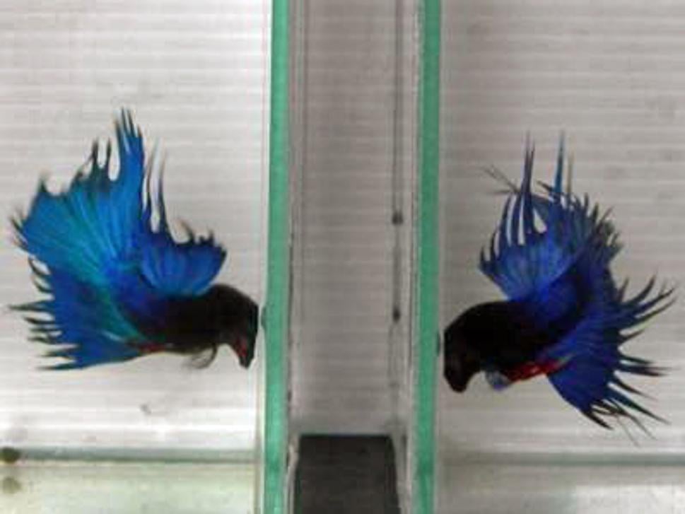 Betta Splendens - fighting