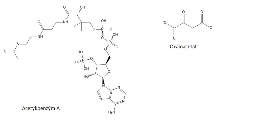 Acetylkoenzým A a oxaloacetát