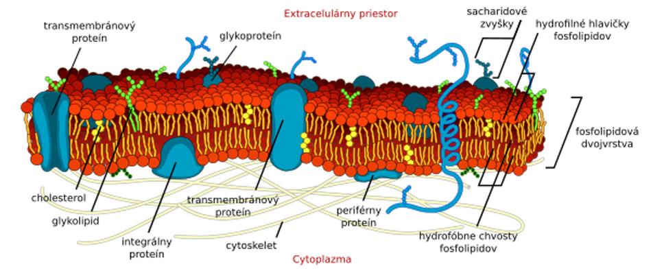 Obr.6: Znázornenie bunkovej membrány.
Zdroj: https://biopedia.sk/bunka/biomembrany