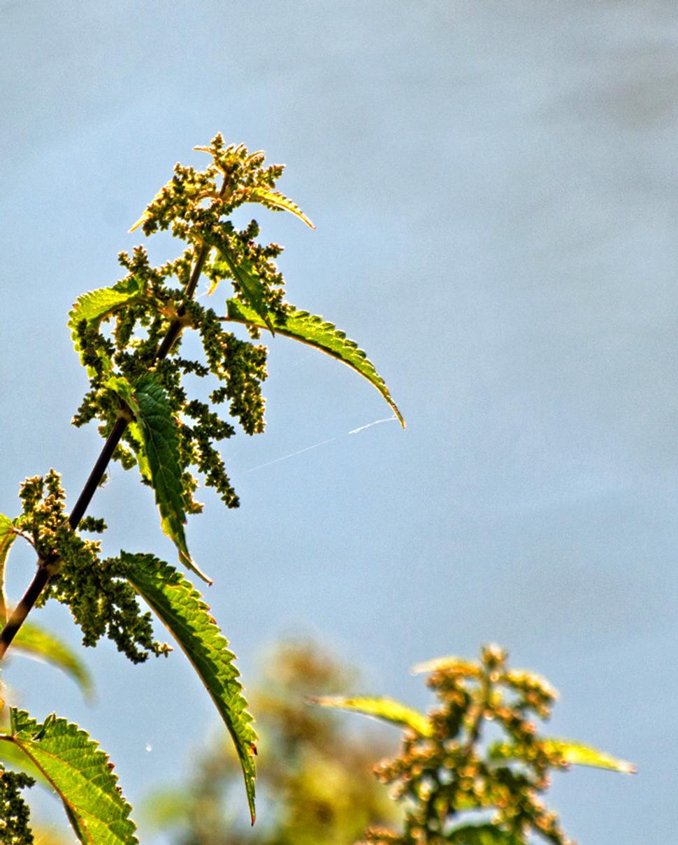 Pŕhľava dvojdomá (Urtica dioica)