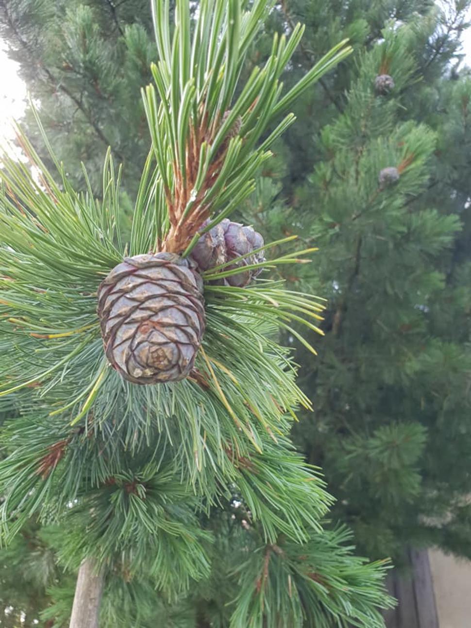Limbové šišky plné drobných píniových orieškov a živice.