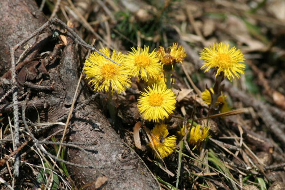 podbele
