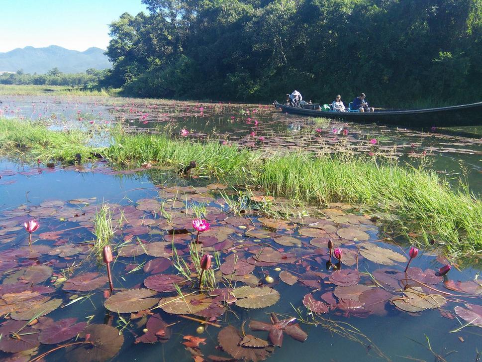 Vegetacia na jazere Inle