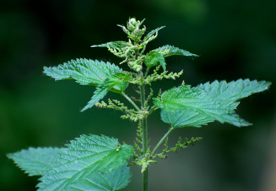 Pŕhľava dvojdomá (Urtica dioica)