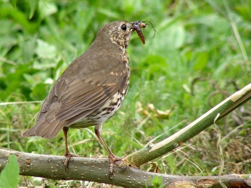 Drozd plavý. Thurdus philomelus.