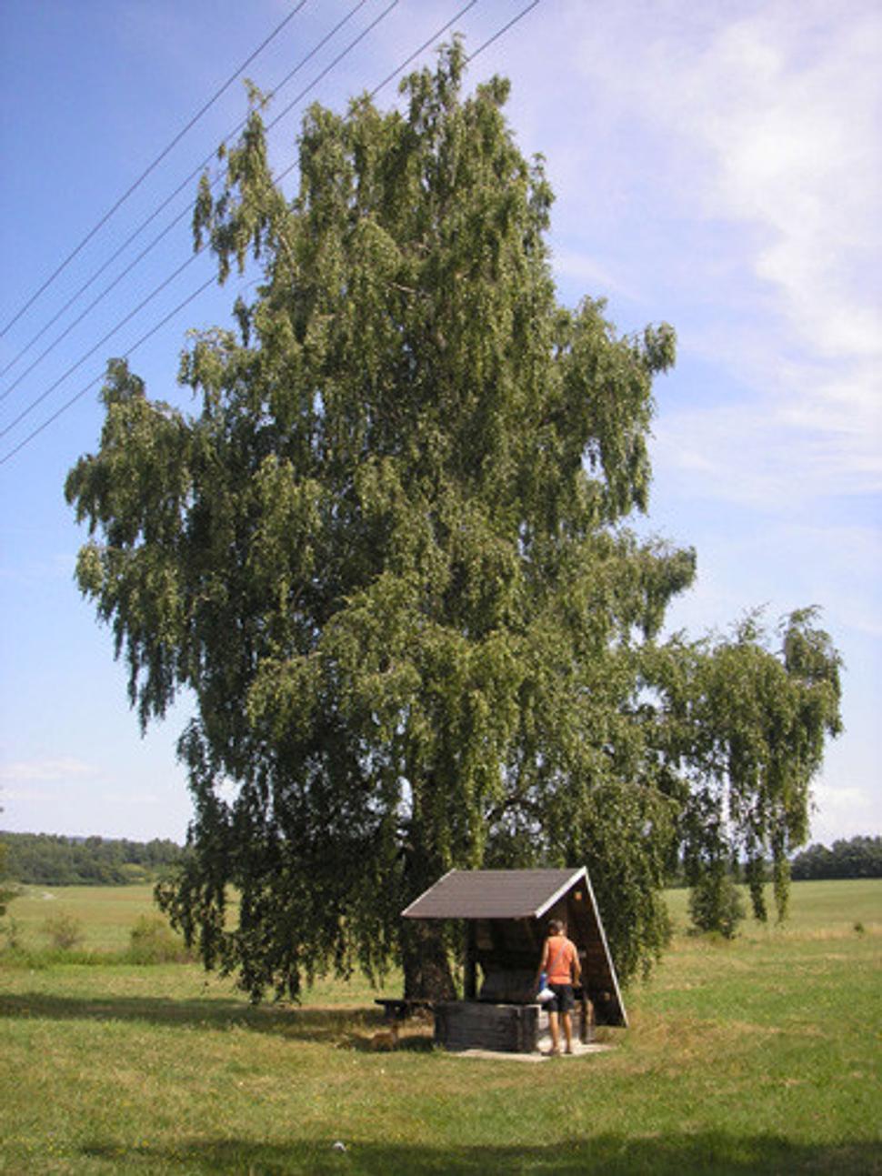 Obrázok blogu