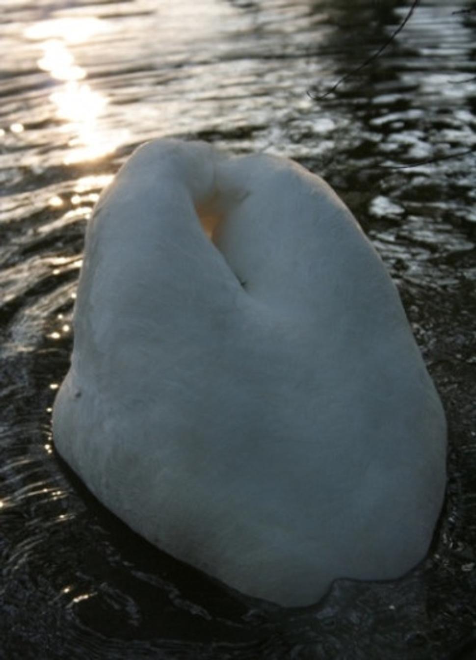 Hádanka na koniec.. Aký je toto kvet?