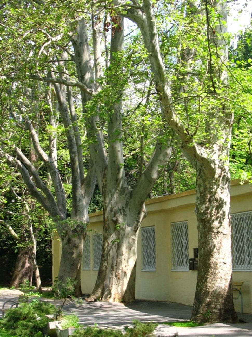 Obrázok blogu