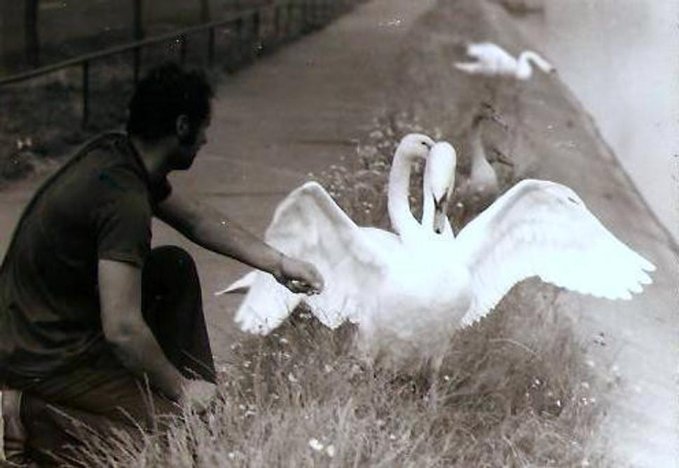 Kroužkování labutí rok 1977