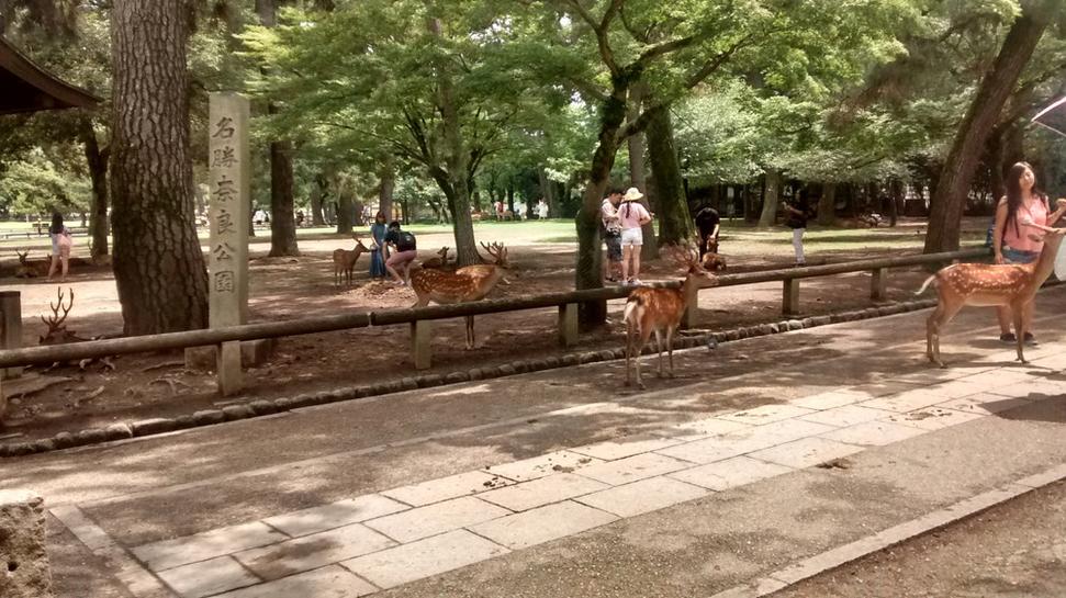 Miestny park v Nare plný srniek a srncov