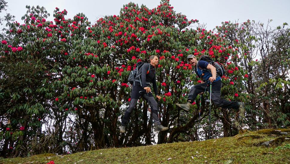 Trošku zábavy na ceste do High kempu pri Rododendrónoch, ktoré boli všade naokolo.