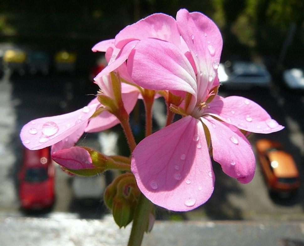 Obrázok blogu