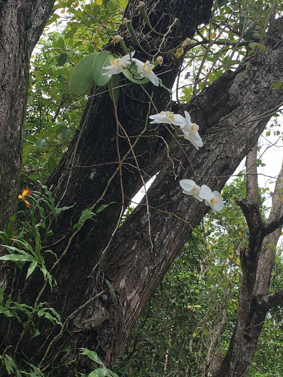 Orchidea dokáže vždy očariť.