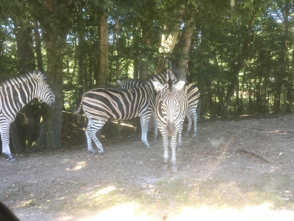 Zebra caka na prestavku