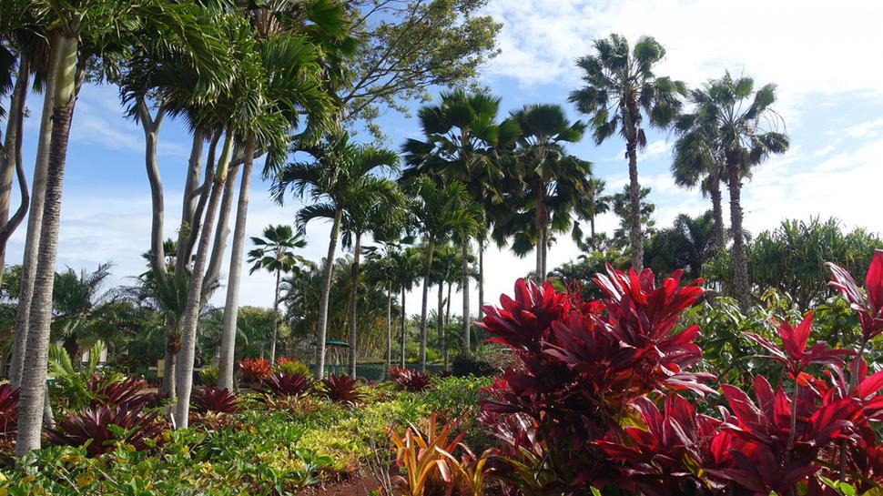 Park v Dole plantation. Autor: Ľubor Šešera, licencia: CC BY-SA 4.0.