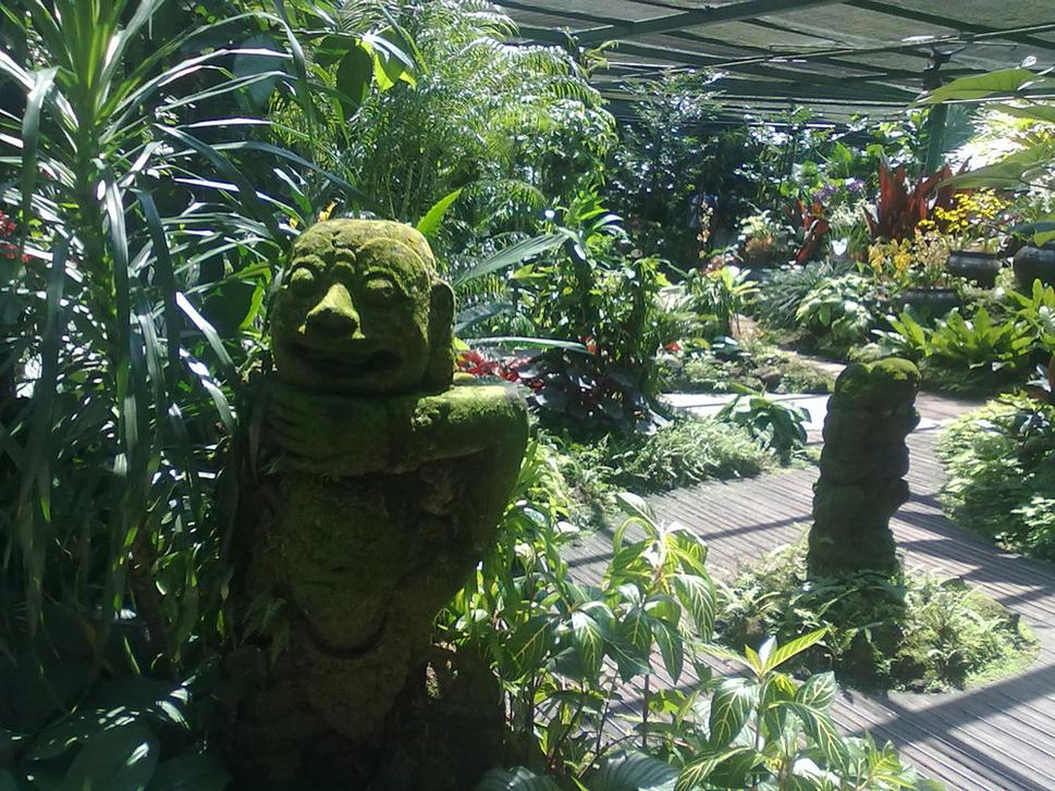 Orchidei man