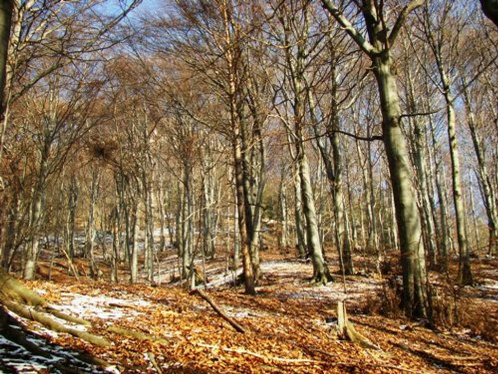 Obrázok blogu