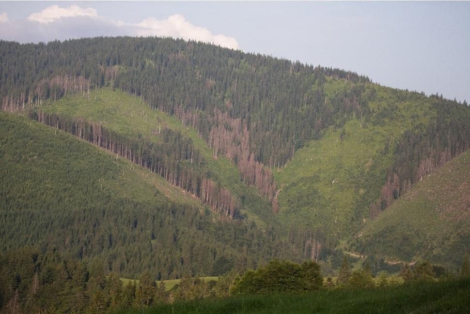 Obr. 7 Vyschnuté porastové steny na hranici rezervácie (NPR Jánošíkova Kolkáreň, NP Veľká Fatra).