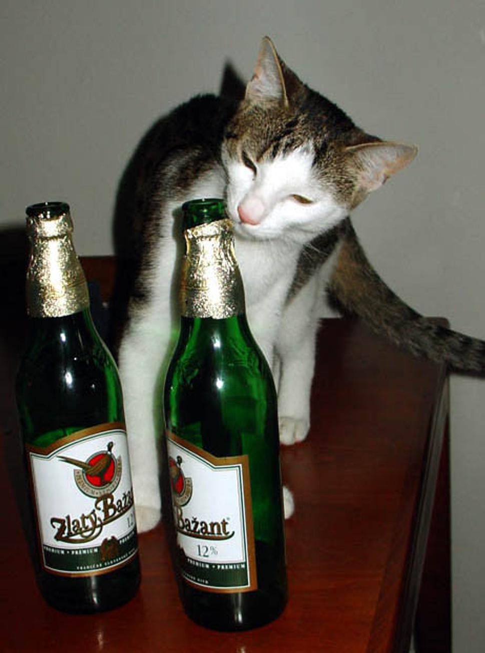 Obrázok blogu