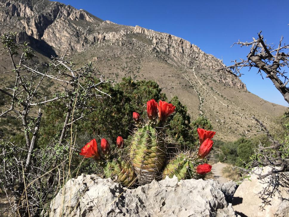 Kvitnúce kaktusy z rodu Echinocereus.