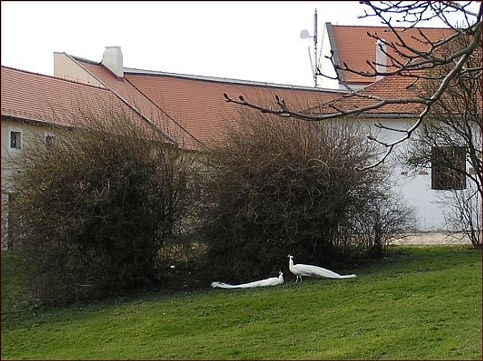 Obrázok blogu