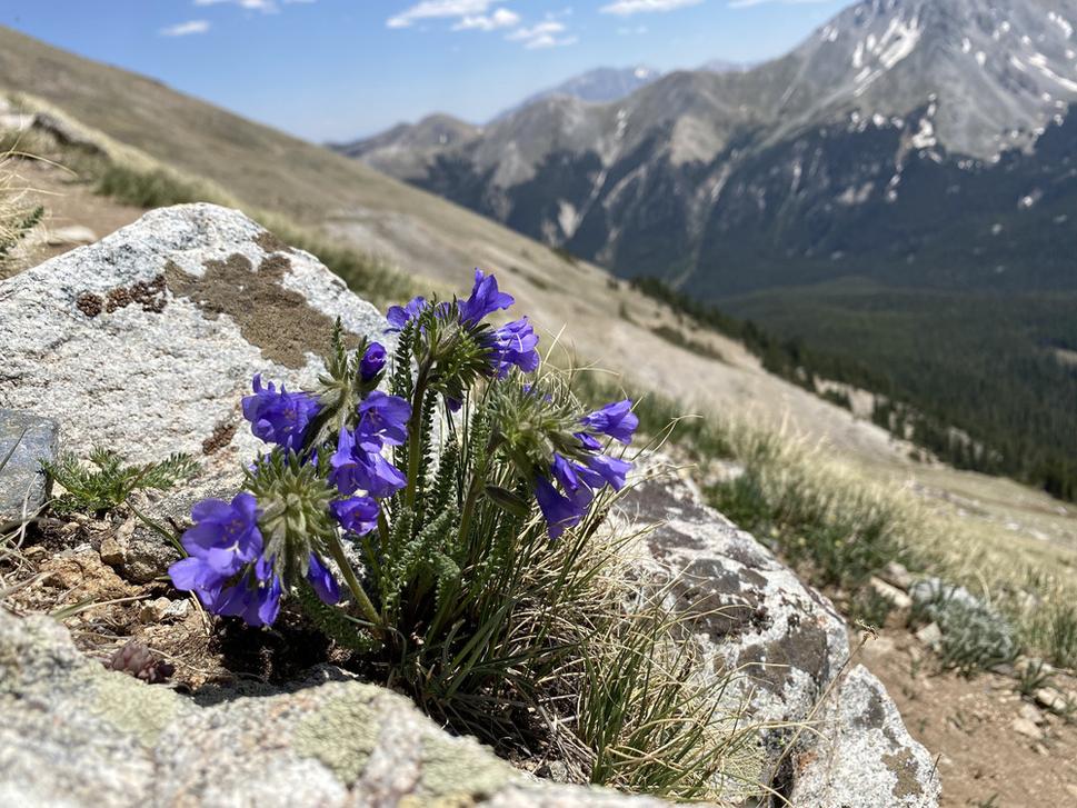 Nebeskí piloti (Polemonium viscosum)