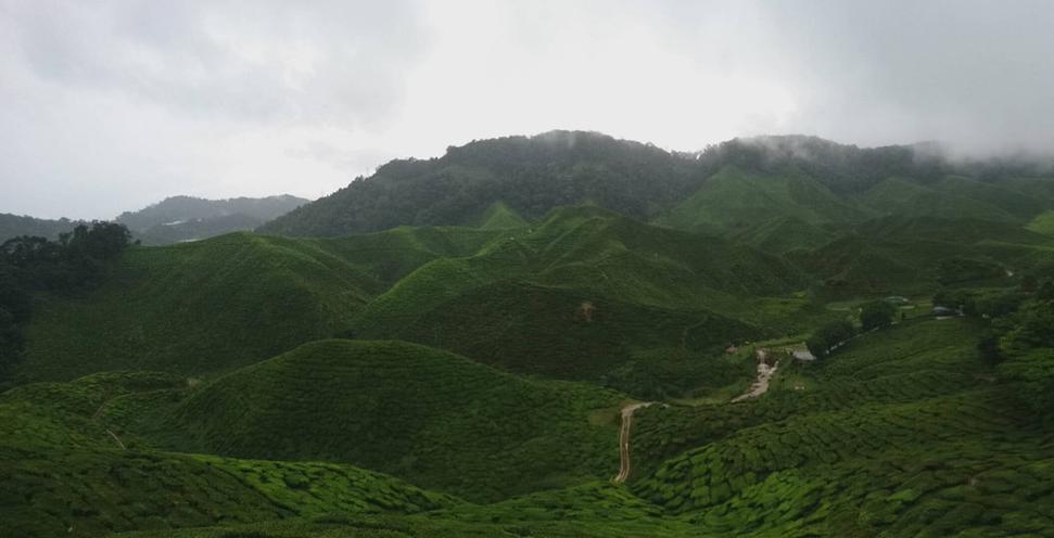 Cameron Highlands