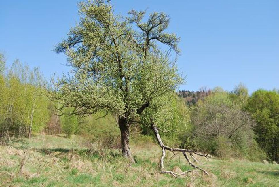 Obrázok blogu