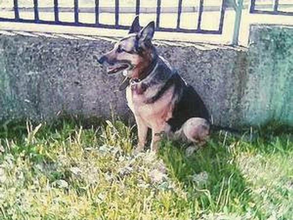 Naša AXA