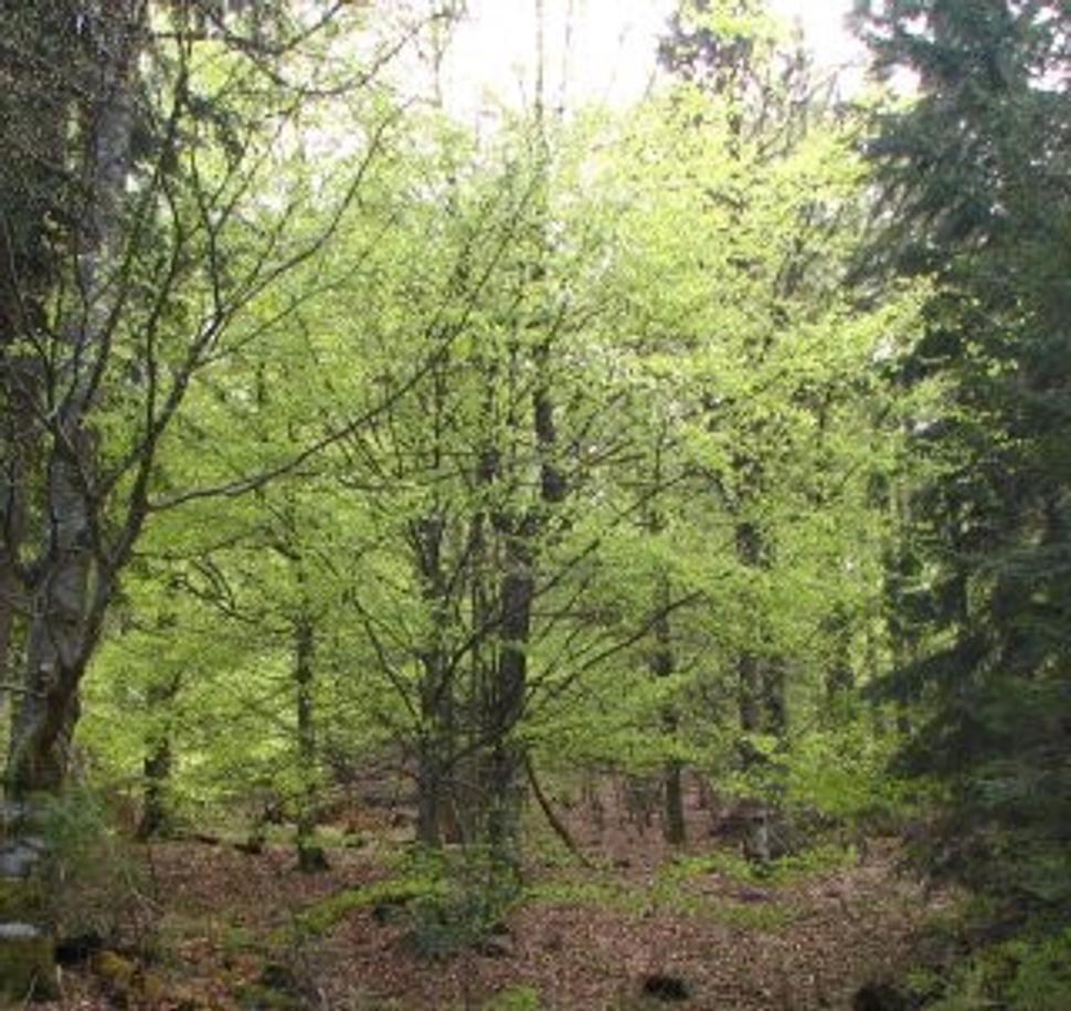 Obrázok blogu