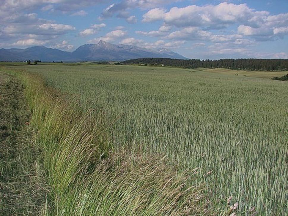 Obrázok blogu