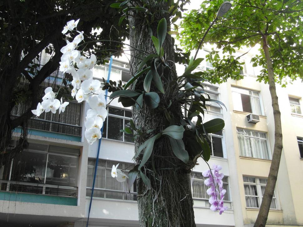 Orchideje tu rastú na stromoch