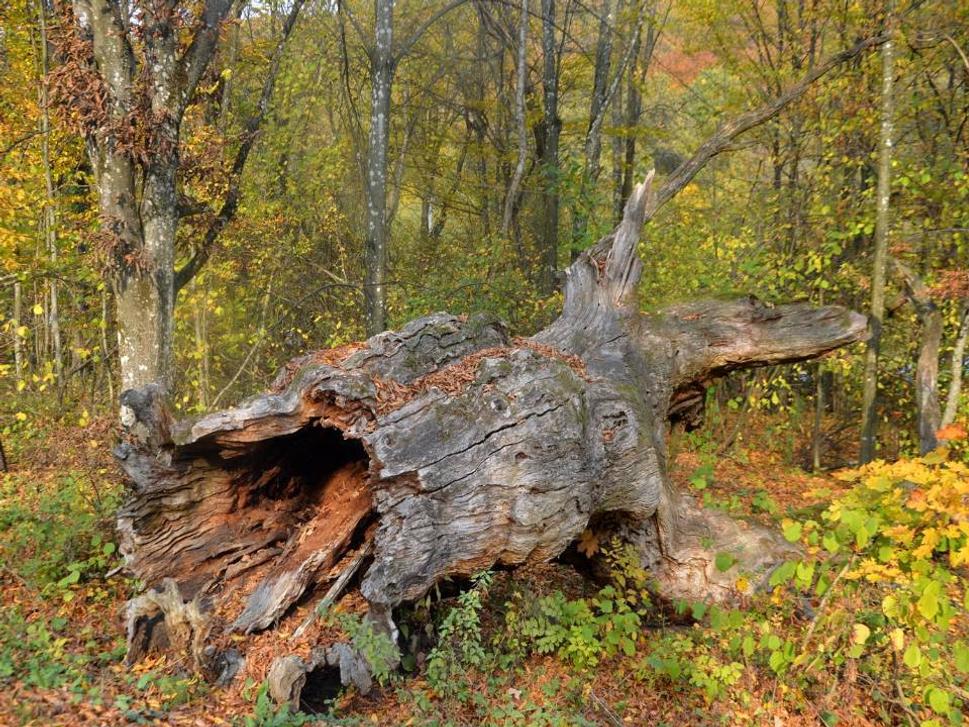 zbytok kmeňa obrovských rozmerov