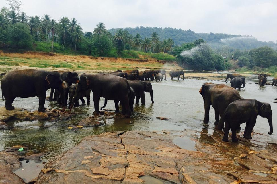 (Ne)ohrozene v sloňom sirotinci na Srí Lanke