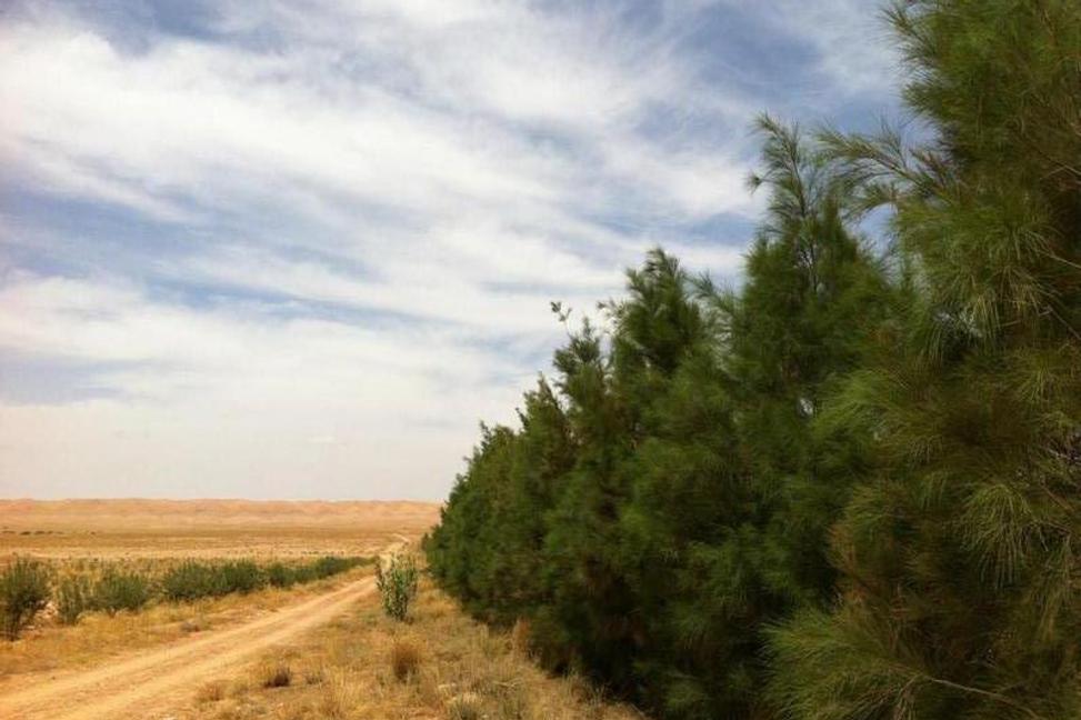 Zmŕtvychvstanie Sahary. Desert Greening
