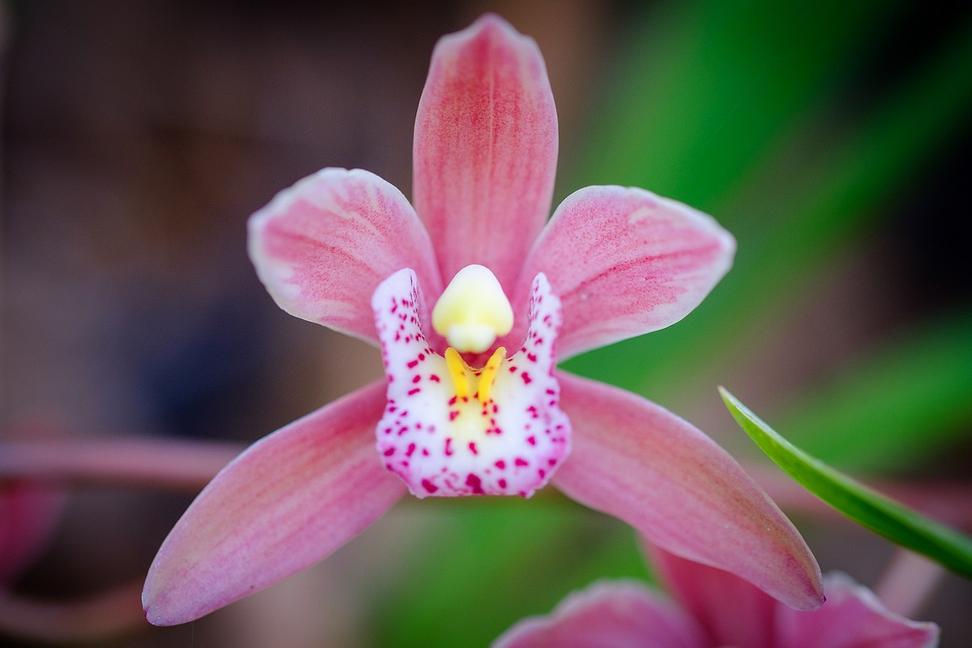 Výstava "Nežná krása orchideí" mojím fotoaparátom.
