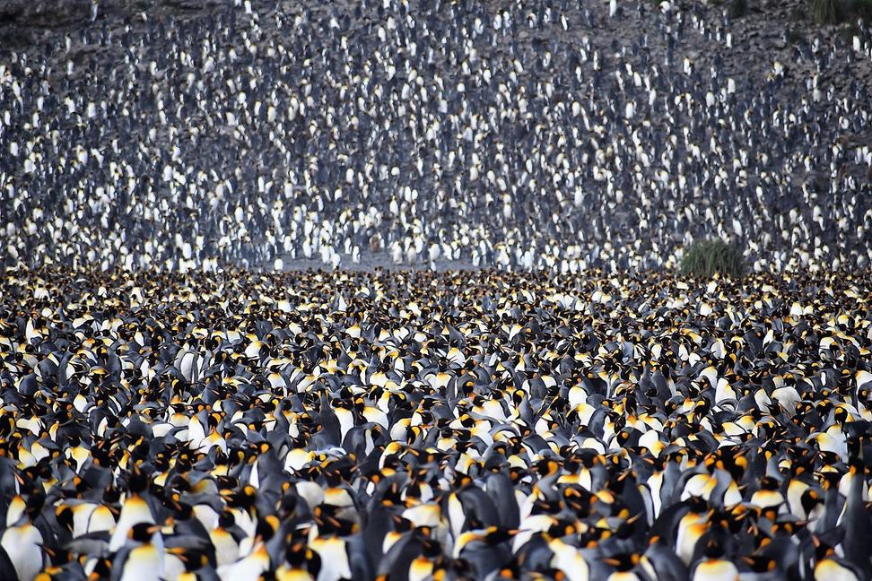 Južná Georgia alebo ako som videl pol miliónovú kolóniu tučniakov