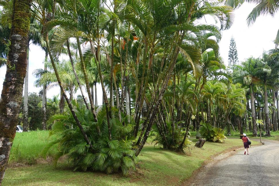 Havajské ostrovy VI.: Botanické záhrady