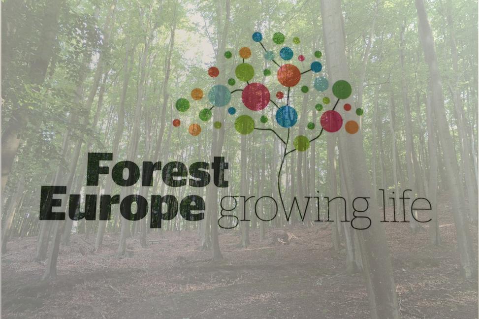 V Bratislave sa rozhodlo o budúcnosti európskych lesov