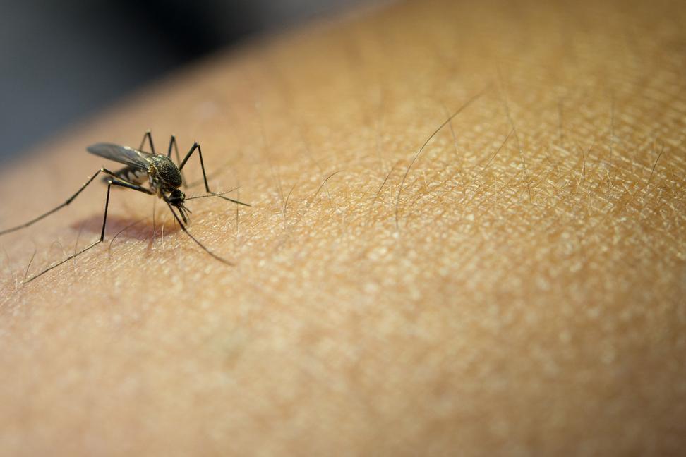 V Bratislave potvrdili výskyt ázijského komára, ktorý prenáša rôzne choroby. Ako ho zlikvidovať?