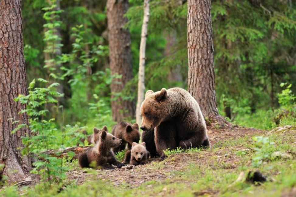 Problematika medveďov na Slovensku
