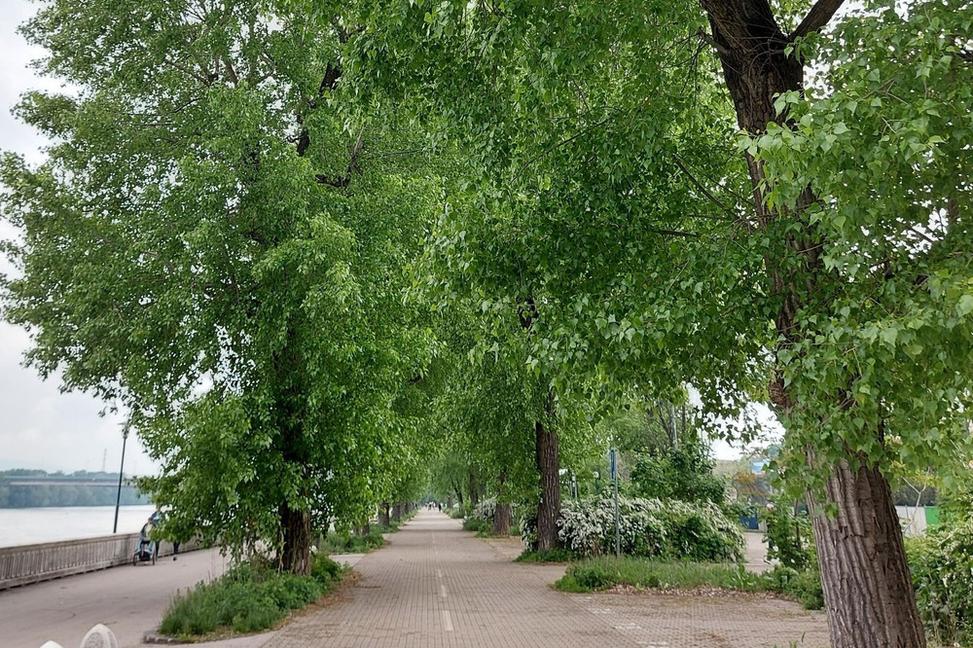Stromy na Dunajskom nábreží sú nateraz zachránené