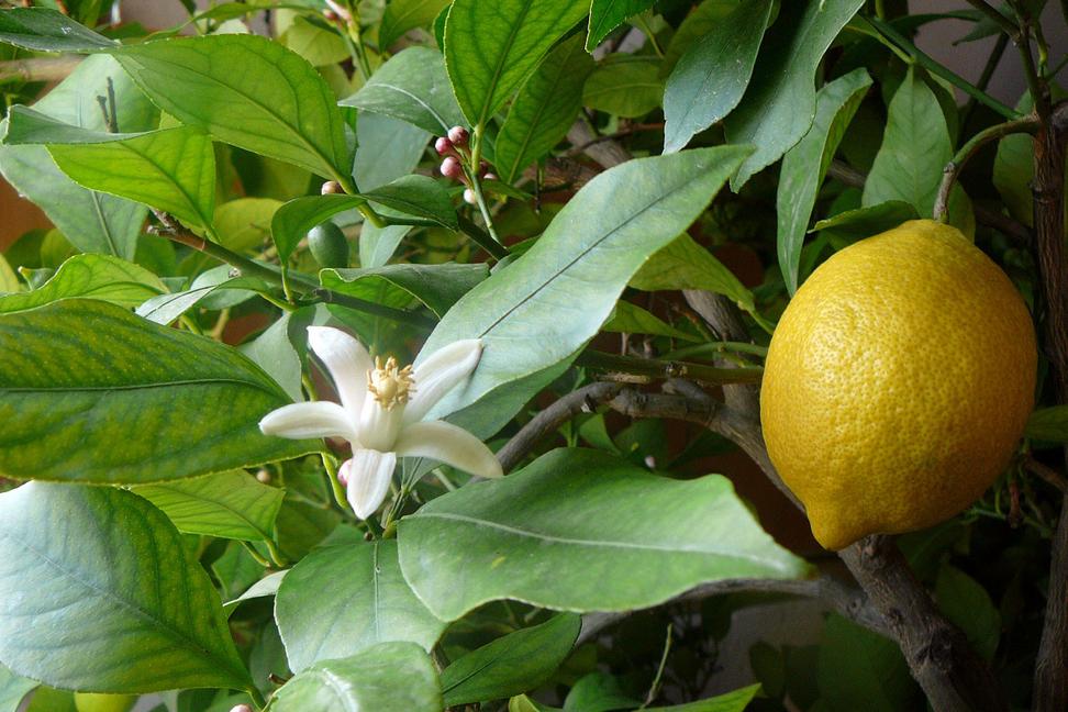 Lesk a bieda vedy: Tá záležitosť s citrónmi