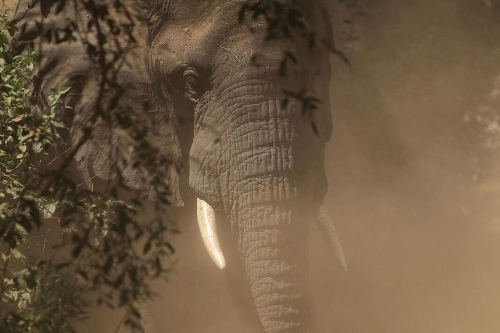 Napadnutí slonom – keď nás skoro prevalcovalo 6 ton živej váhy