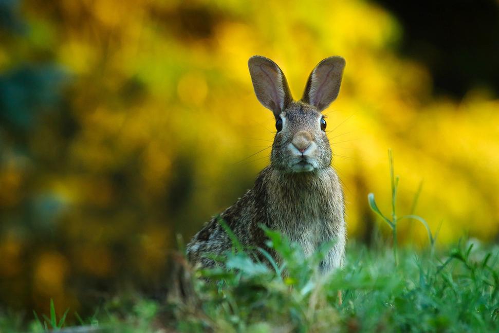 Kto je Muž so zajačími ušami?