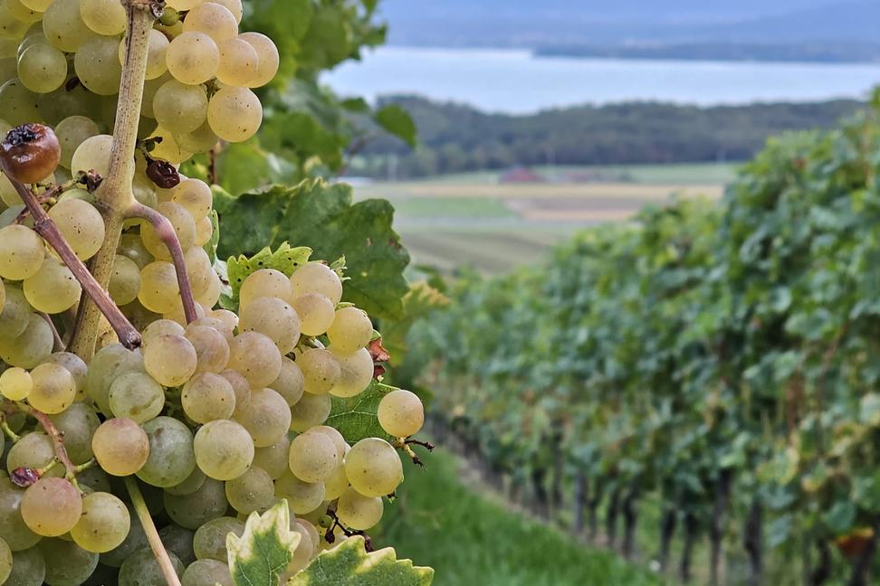Vinári pri Ženevskom jazere finišujú so zberom hrozna