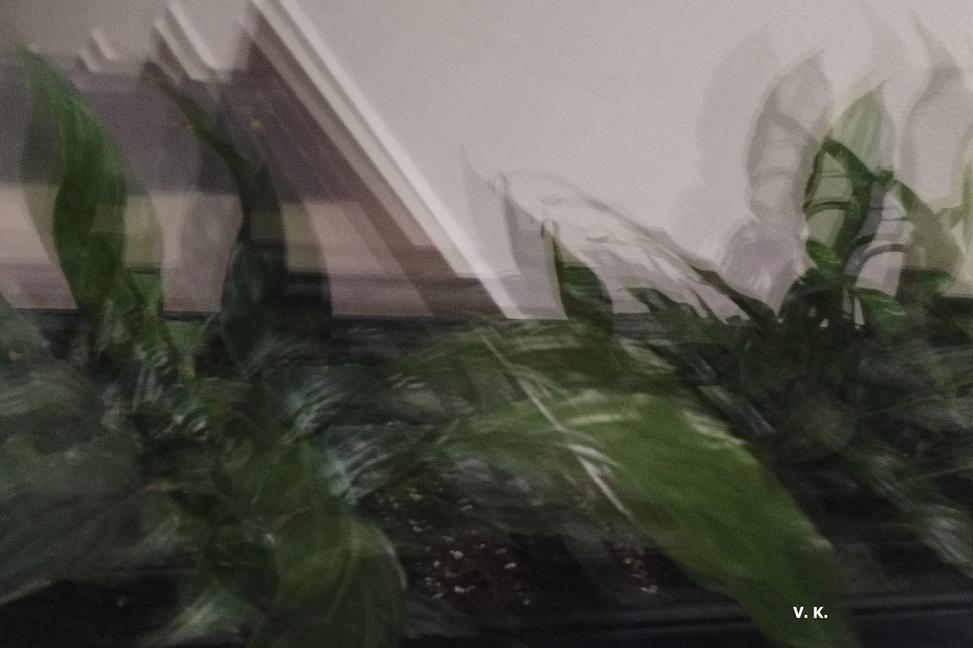 Spathiphyllum art